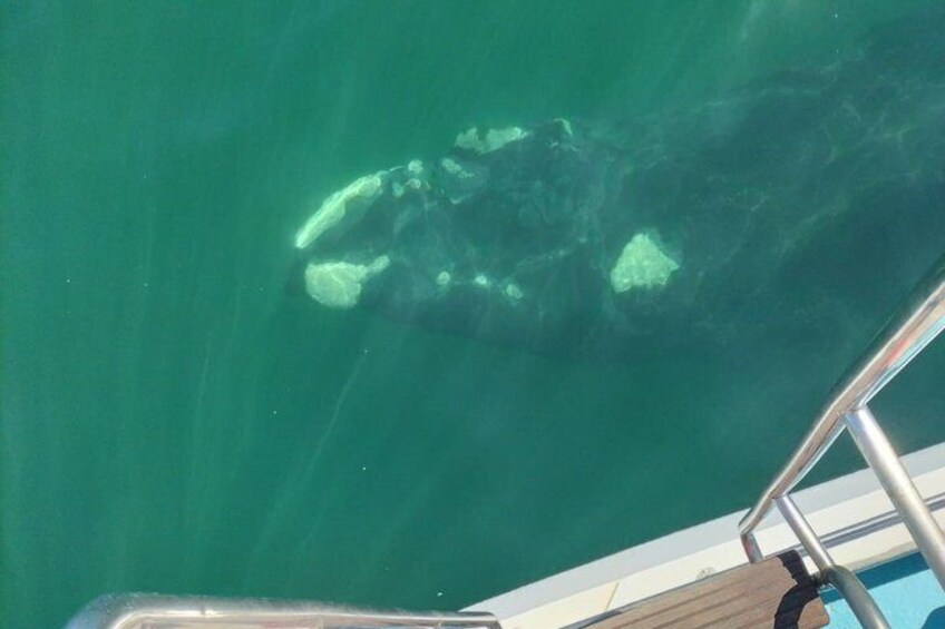 Whale Watching Adventure in Gansbaai 4