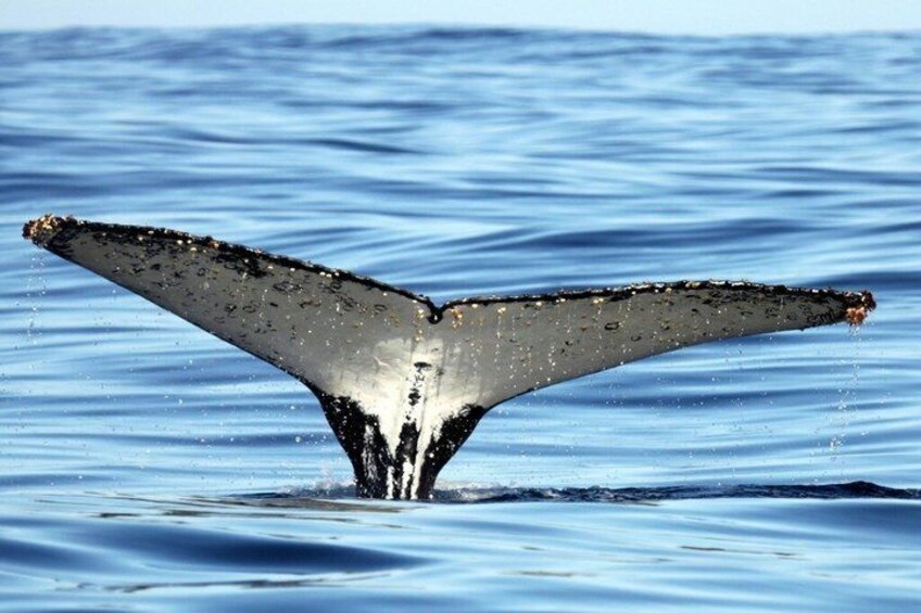 Whale Watching Adventure in Gansbaai 1