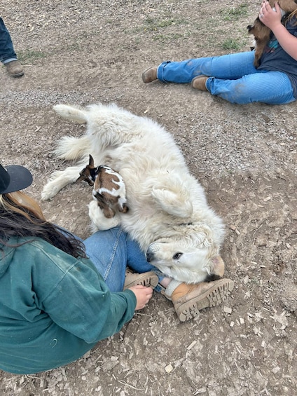 A person sitting on the ground with a white and brown dog. 1