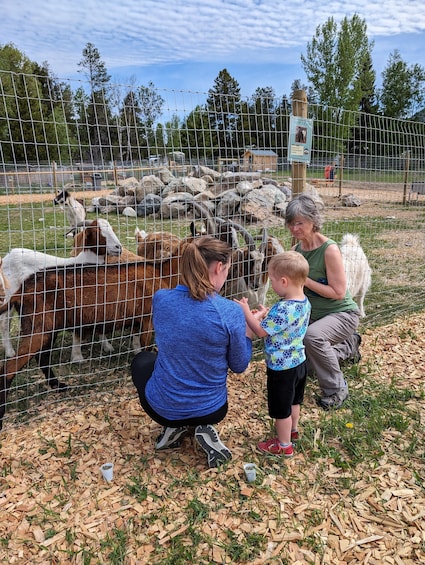 A woman and a child interacting with goats behind a wire fence in an outdoor setting with trees and rocks. 3
