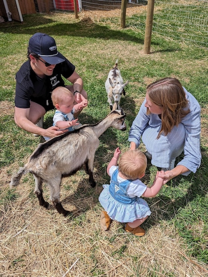 A family interacting with a goat on a grassy field. 2