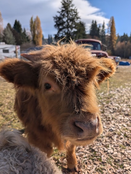 A close-up of a brown cow with a white sheep in the foreground, set against a backdrop of trees and a red vehicle. 5