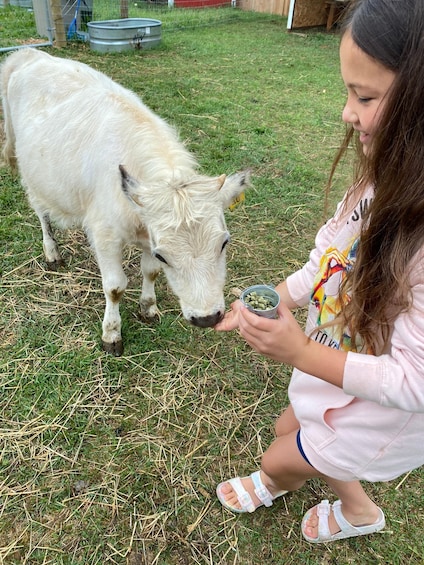 A person feeding a white goat in a grassy area with a metal container. 4