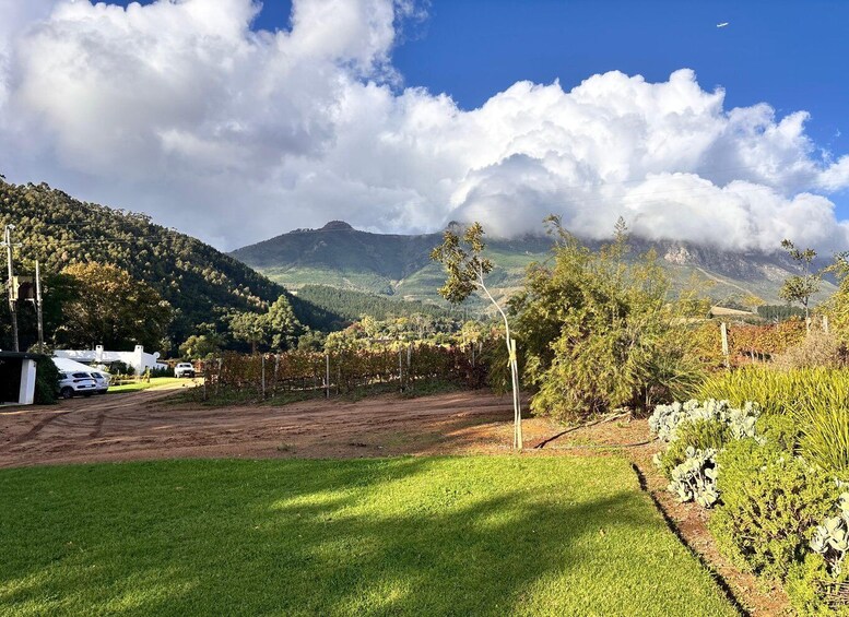 A vineyard with a dirt path, a white car, and a mountain in the background. 2