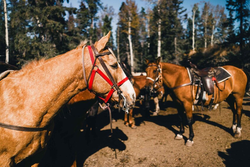 A group of horses with saddles and bridles, standing in a forested area. 4