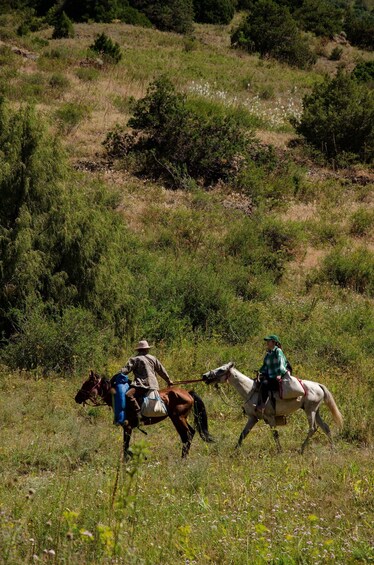 Two people riding horses across a grassy field with trees in the background. 3