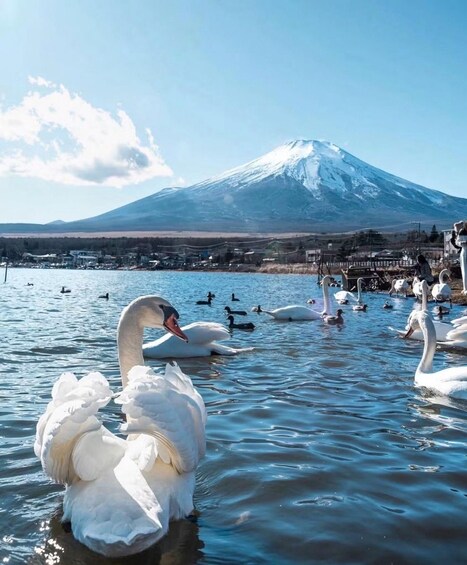 Swans on a lake with a mountain in the background. 5