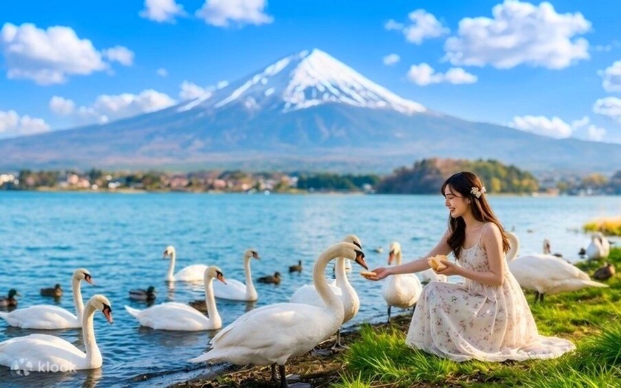 A woman feeding swans by a lake with a mountain in the background. 3