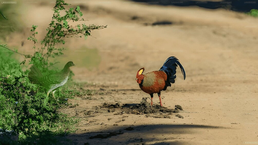 A bird standing on a dirt path with green foliage on the left. 3