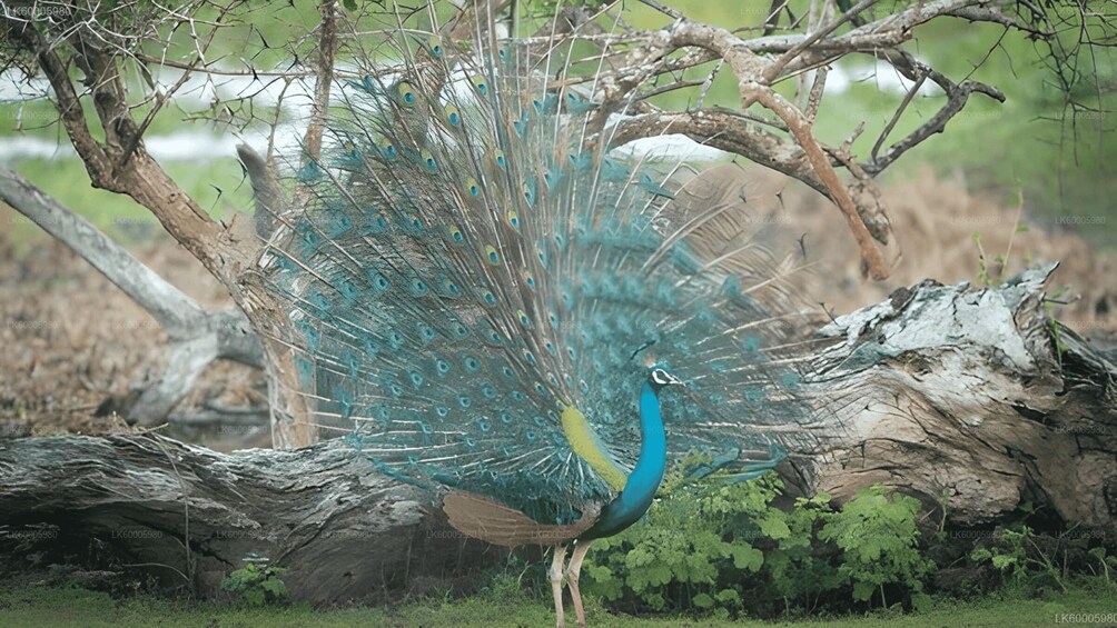 A peacock with its tail feathers fanned out, standing on a log surrounded by greenery. 4