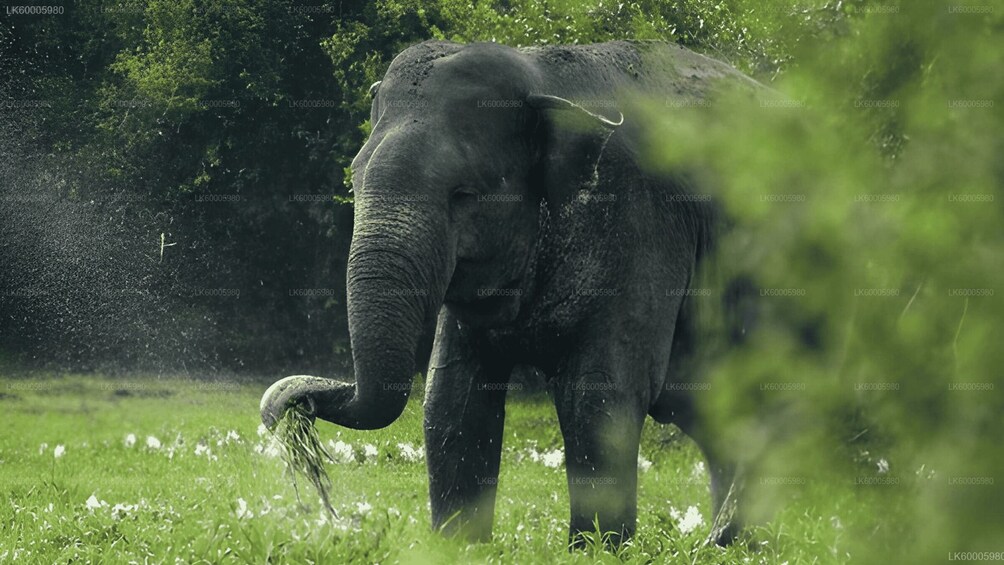 An elephant in a grassy field with trees in the background. 2