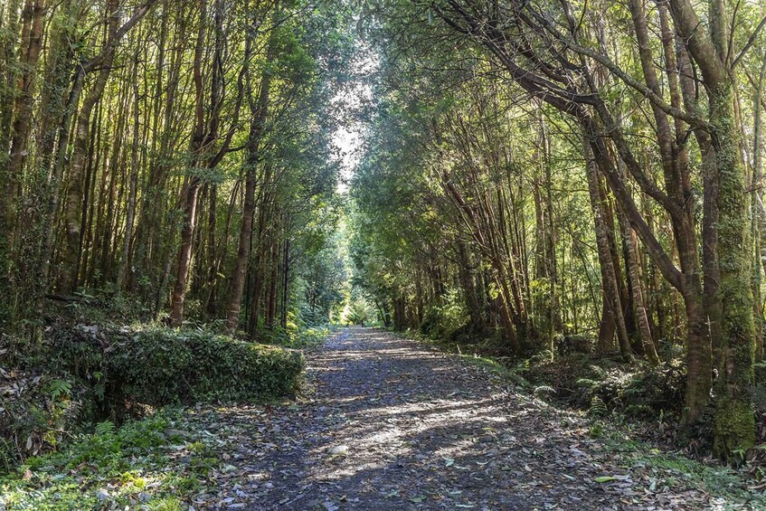 A forest path surrounded by tall trees and dense underbrush. 1