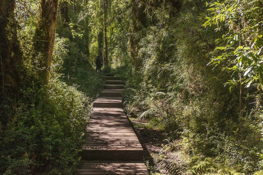 A wooden pathway through a dense forest. 2