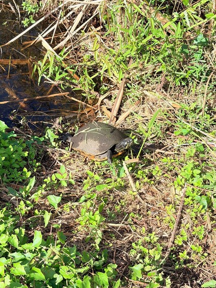 A turtle on a muddy bank near water. 2