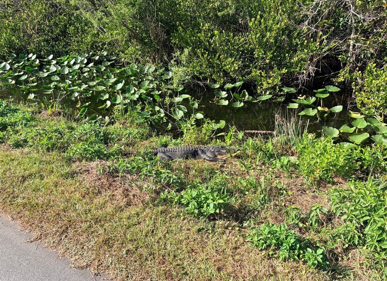 A crocodile resting on the ground near a water body surrounded by dense vegetation. 4
