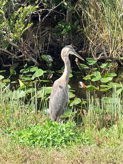 A heron standing in a marshy area with water lilies and reeds. 3