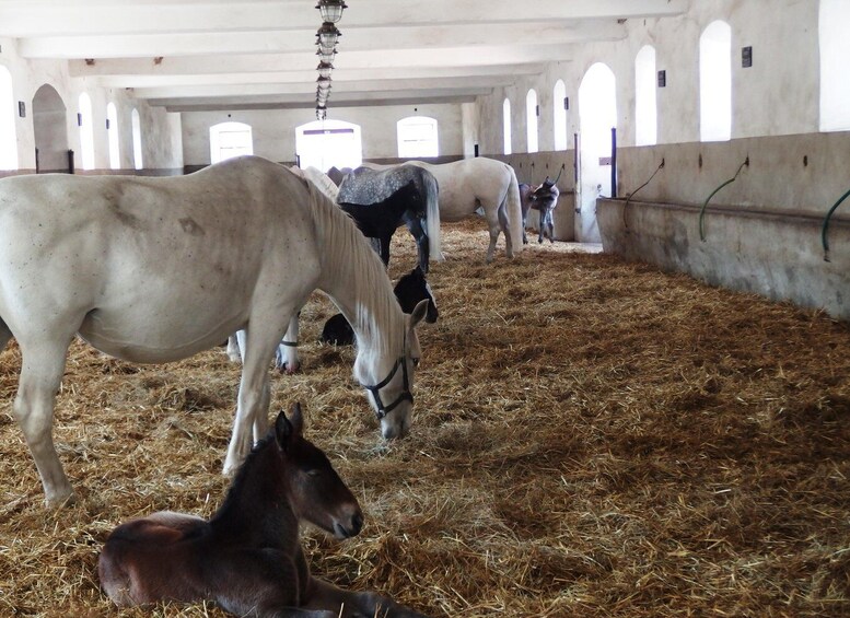 A stable with horses grazing on hay. 3