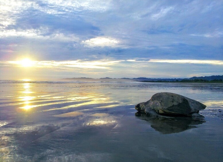 A sunset over a beach with a large rock in the foreground. 1