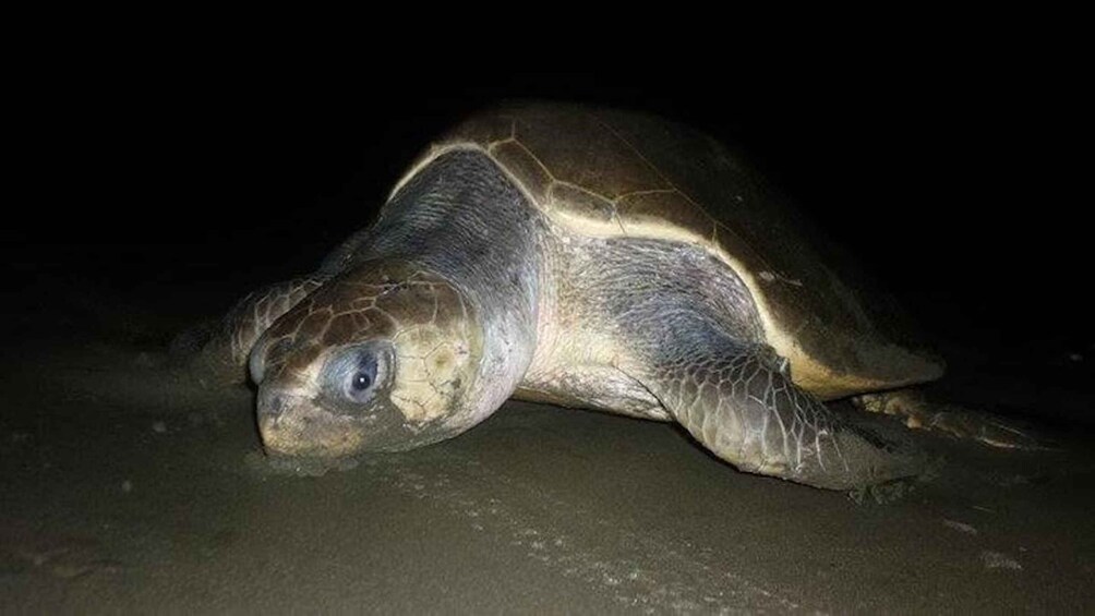 A sea turtle on a sandy beach at night. 3