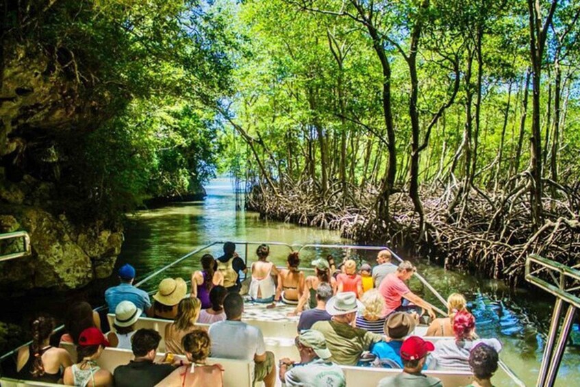 A boat tour through a mangrove forest with passengers enjoying the scenery. 1
