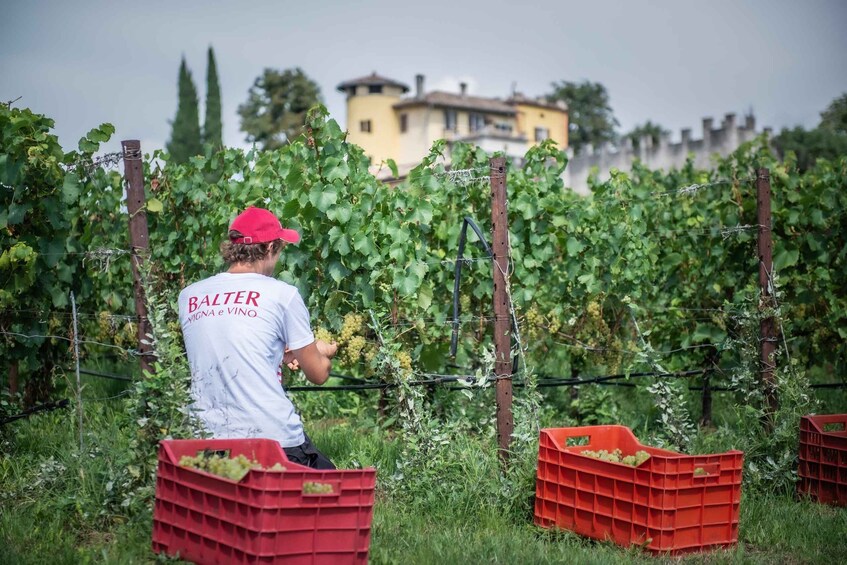 Picture 2 for Activity Rovereto: Azienda Agricola Balter - Tour plus tasting 2