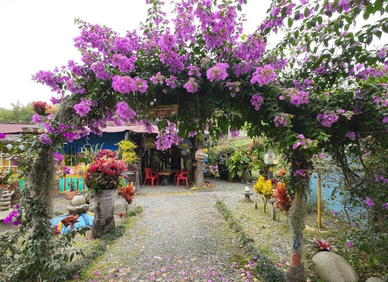 A garden with purple bougainvillea flowers, a rustic wooden structure, and colorful plants. 4