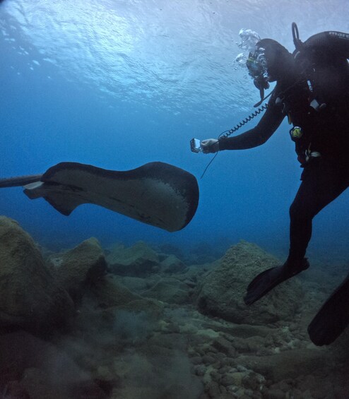 A diver with a camera, underwater near a stingray. 1