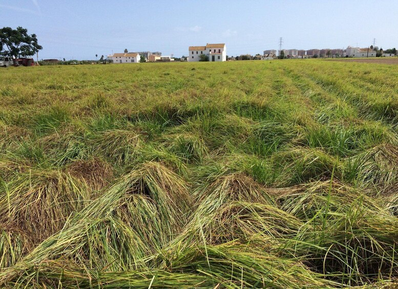 A field of harvested crops with a residential area in the background. 4