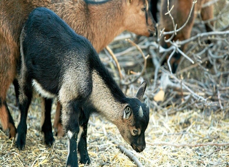 A goat grazing on straw. 5