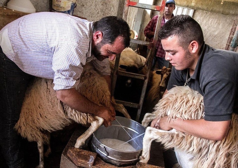 Two men attending to sheep in a barn. 4