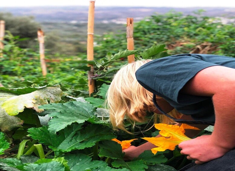 A person tending to a garden with large leafy plants and a pumpkin. 3