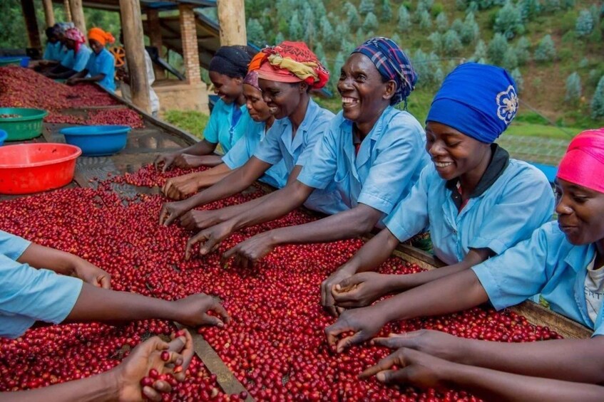 People sorting red berries, likely coffee cherries, in an outdoor setting with greenery in the background. 4