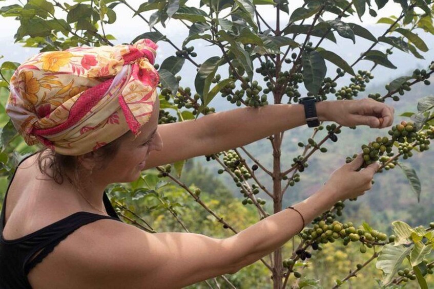 A person harvesting coffee cherries from a tree. 5