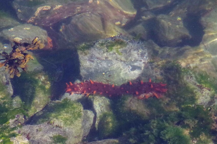 Underwater rocks with seaweed and a red sea anemone. 5