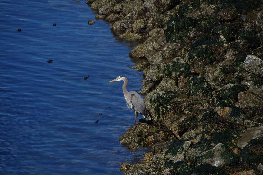 A heron standing on rocky terrain by a body of water. 3