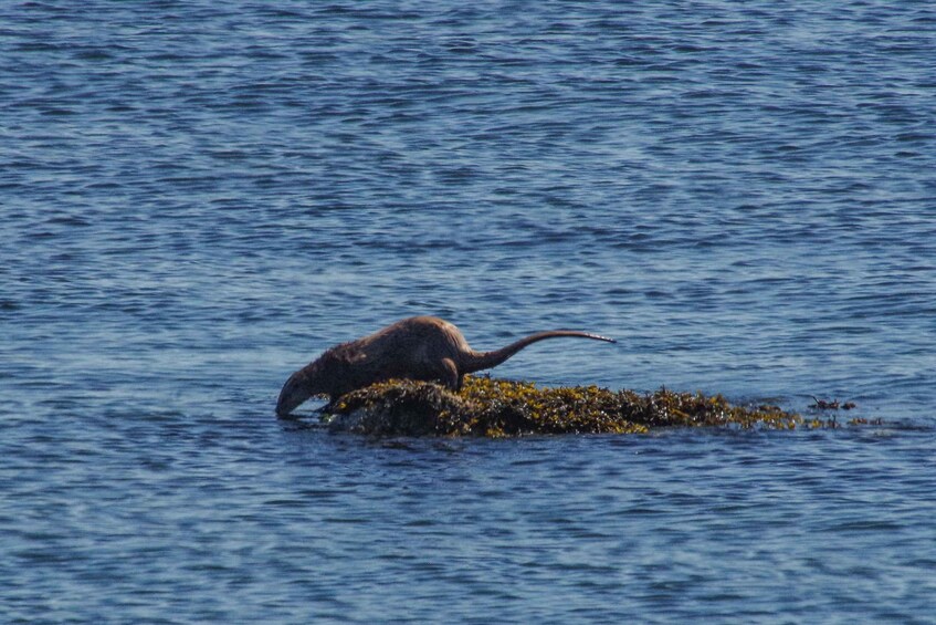 Picture 11 for Activity Victoria: Urban Safari with Wildlife, Viewpoints and Parks 3