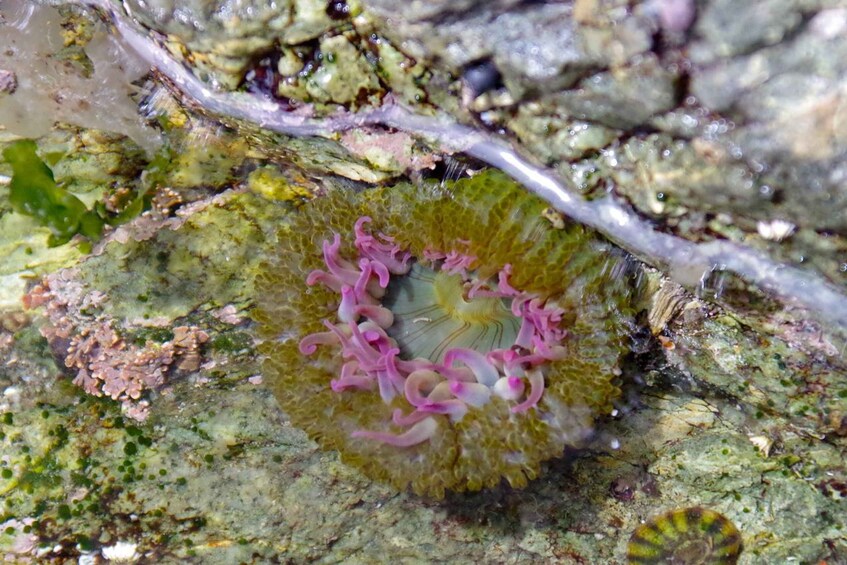 A marine organism with pink tentacles on a rocky surface. 2