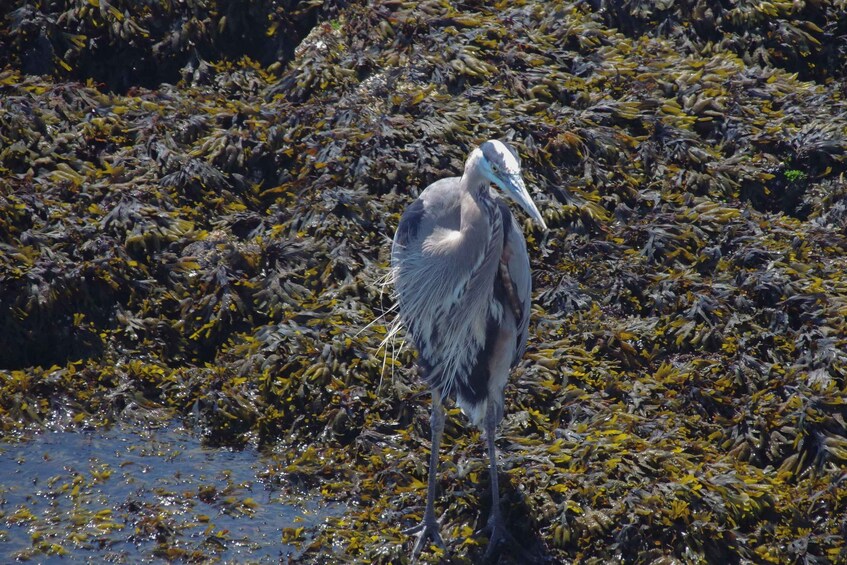 Picture 12 for Activity Victoria: Urban Safari with Wildlife, Viewpoints and Parks 2