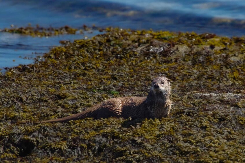 Victoria: Urban Safari with Wildlife, Viewpoints and Parks 1