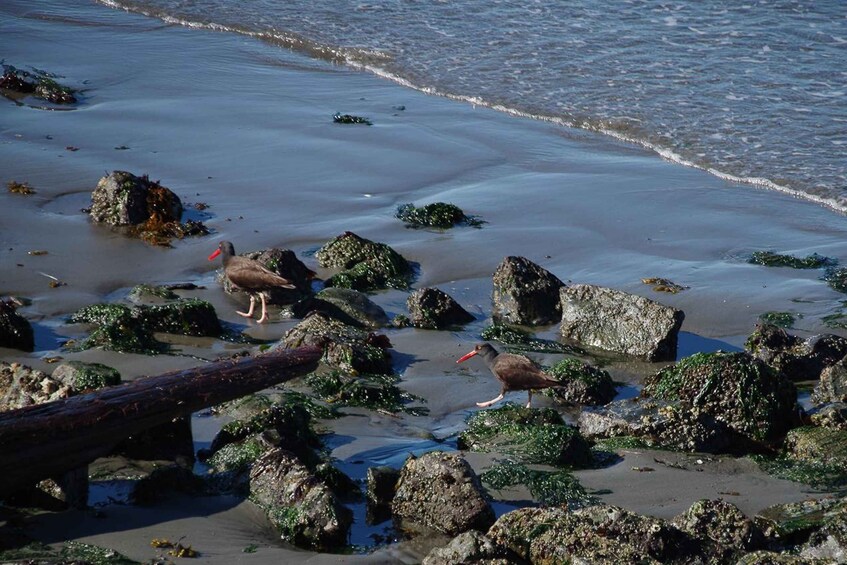 A beach with rocks and seaweed, and two birds on the sand. 4
