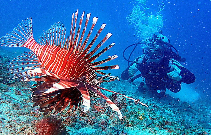 A diver and a lionfish on a coral reef. 4