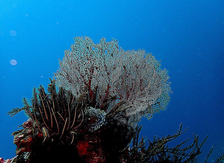 A coral reef with branching corals and a clear blue ocean background. 5