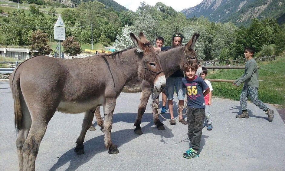 Picture 1 for Activity Donkey trekking to discover Valpelline 3