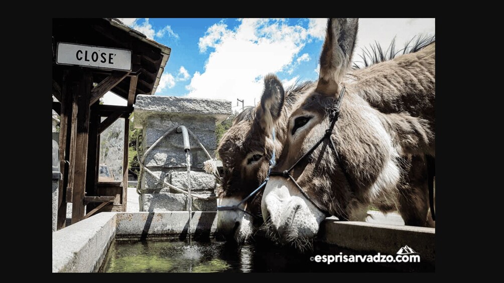Picture 2 for Activity Donkey trekking to discover Valpelline 2