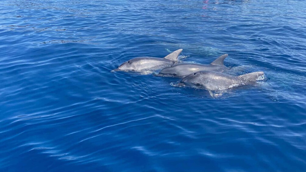 Three dolphins swimming in blue water. 3