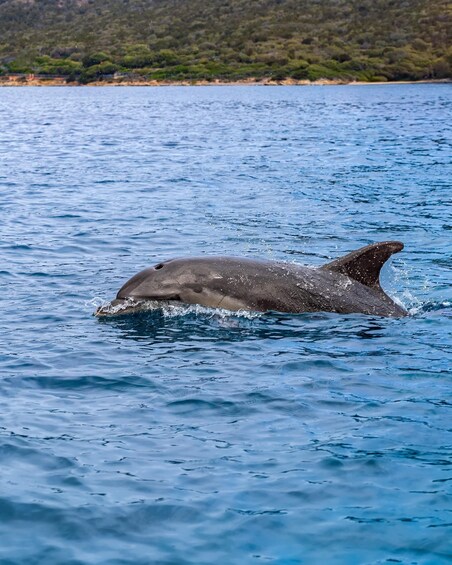 A dolphin swimming in the ocean with a forested coastline in the background. 2