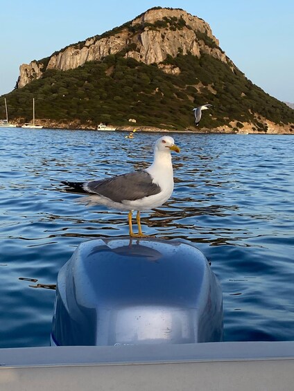 A seagull standing on a boat's hull with a rocky island in the background. 4