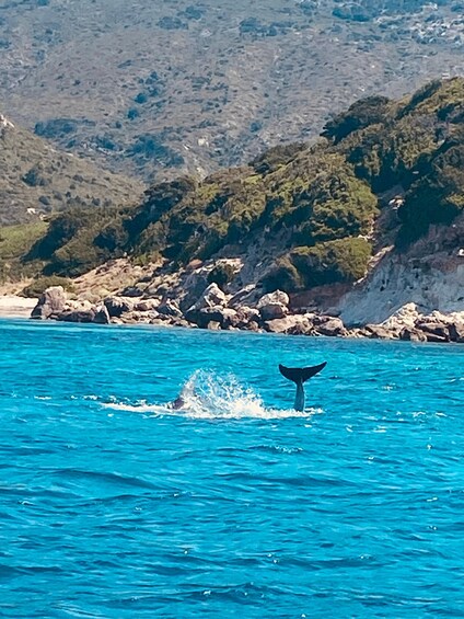 A whale tail above the water with a rocky coastline and hills in the background. 1