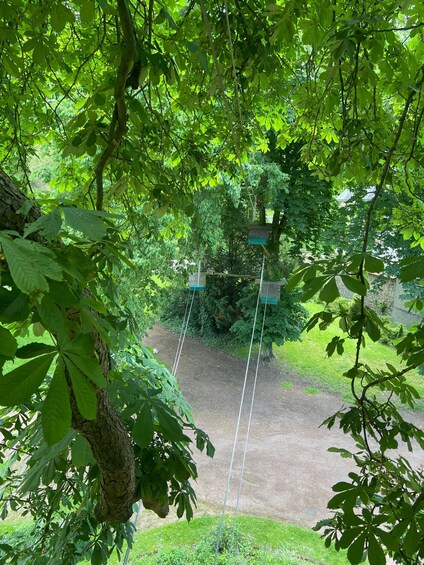 A tree-lined path with hanging baskets and a grassy area. 3