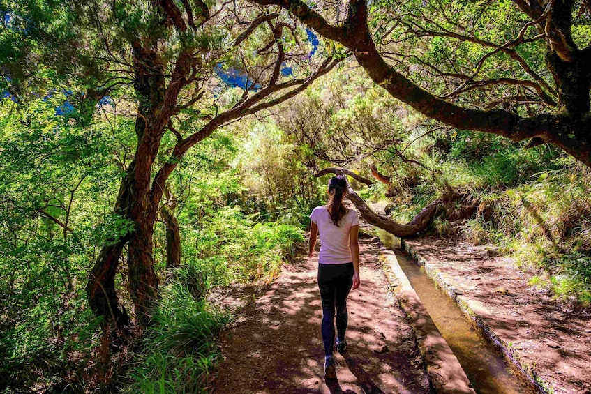 A person walking on a forest trail surrounded by trees and greenery. 3